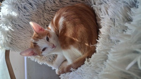Adopter Gnocchi