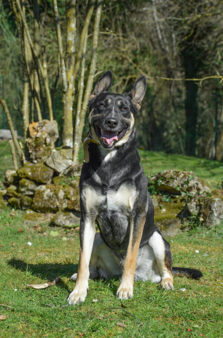 Adopter Scooby