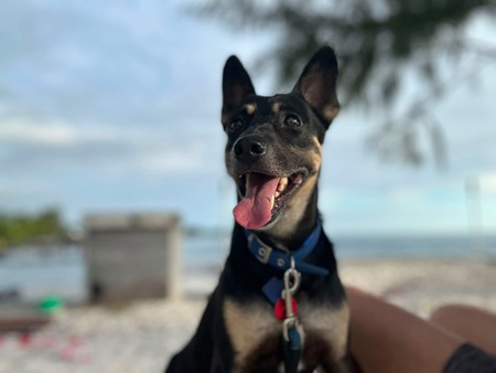 Adopter SIKI