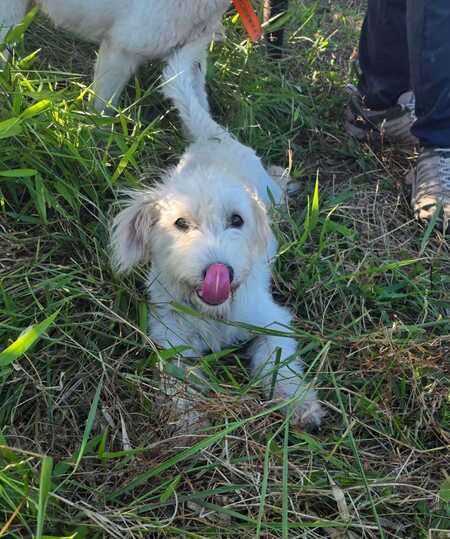 Adopter Nua