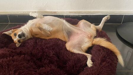 Adopter Bisotte