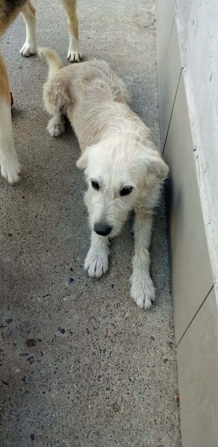 Adopter Amara