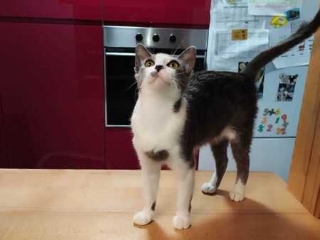 Adopter Leti