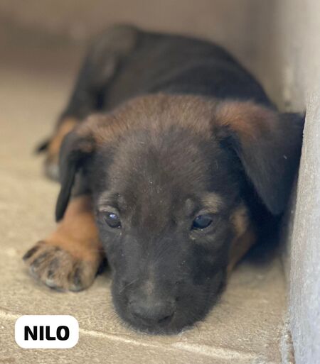 Adopter Nilo