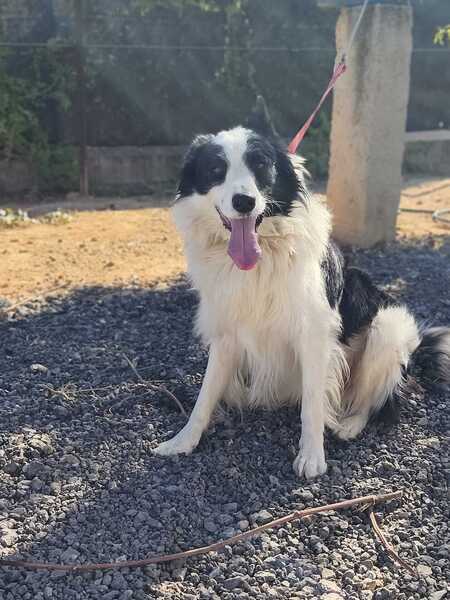Adopter Emax