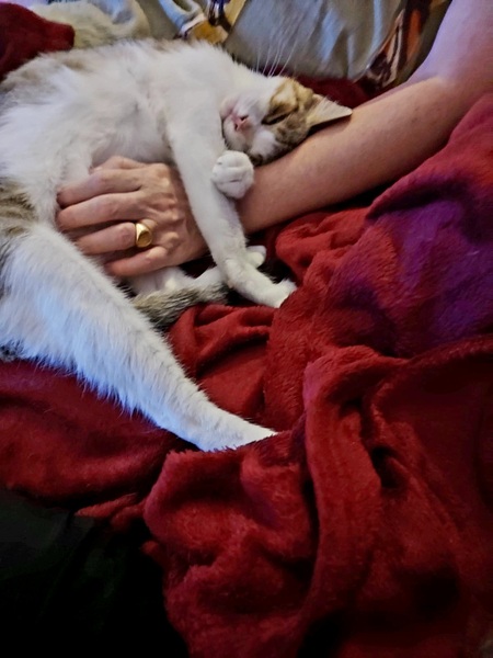 Adopter Zette