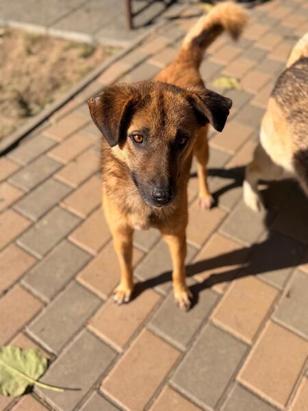Adopter Saby