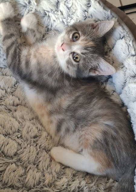 Adopter Beauty