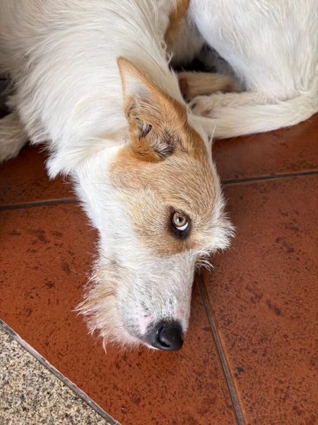Adopter Lotus