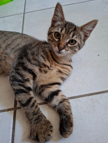 Adopter BLIZZI