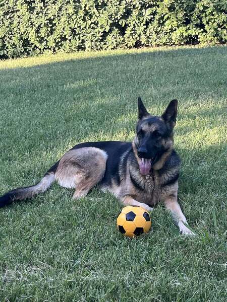 Adopter Suzi