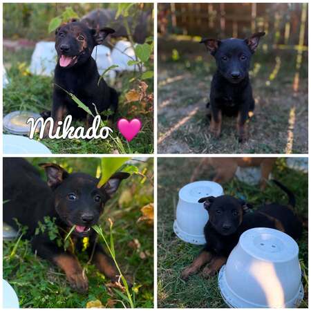Adopter Mikado