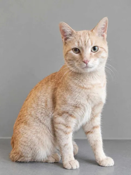 Adopter Roucky