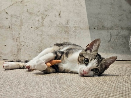 Adopter Babibelle 