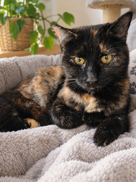 Adopter Beauté