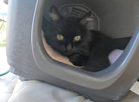 Adopter Choupi