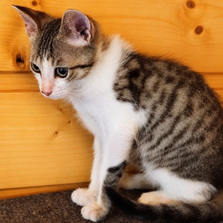 Adopter CALIN