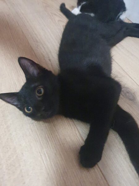 Adopter June