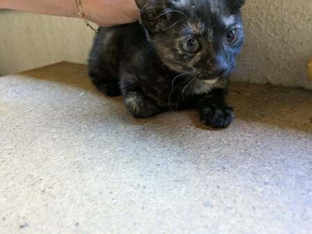 Adopter BOOP