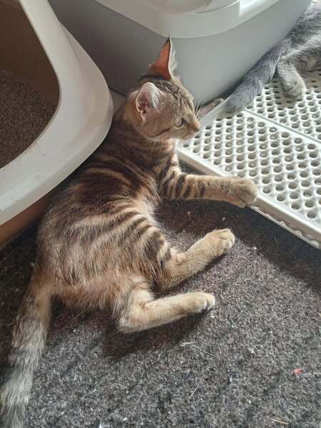Adopter Bresse