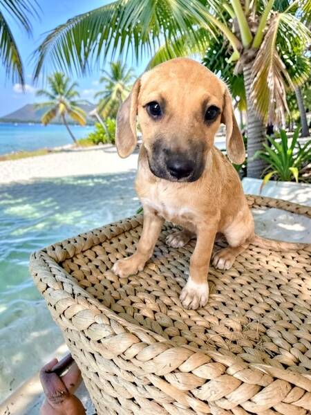 Adopter Tusca