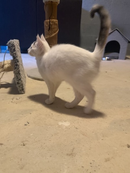 Adopter Bella