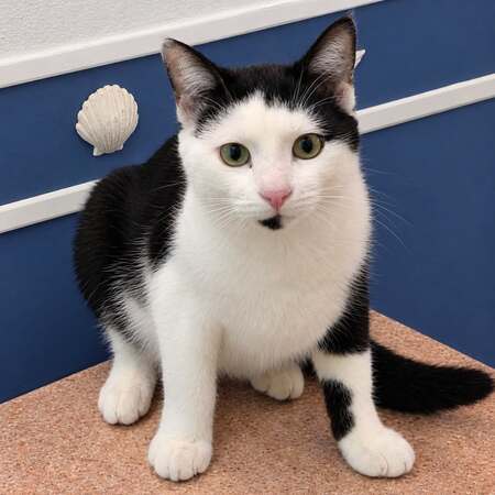 Adopter Cuba 