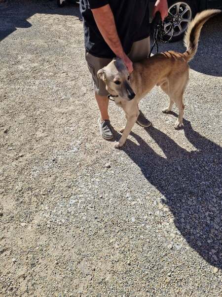 Adopter Alfred