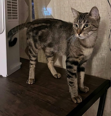 Adopter Baggie 