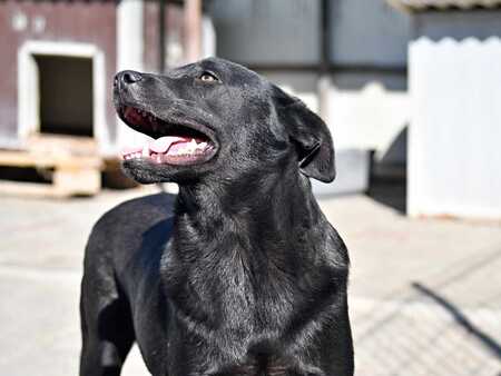 Adopter Rasko