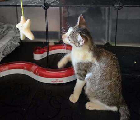 Adopter Tsering