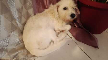 Adopter Prunelle
