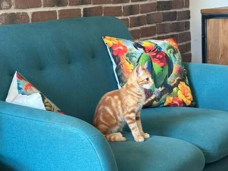 Adopter PIKACHU et SALAMECHE