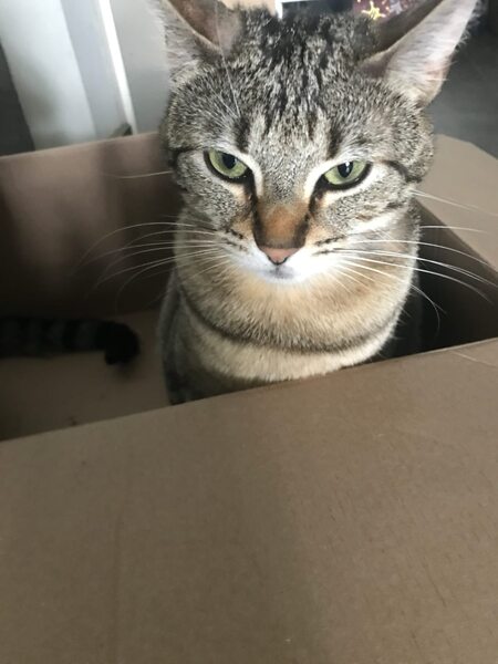 Adopter Athéna 