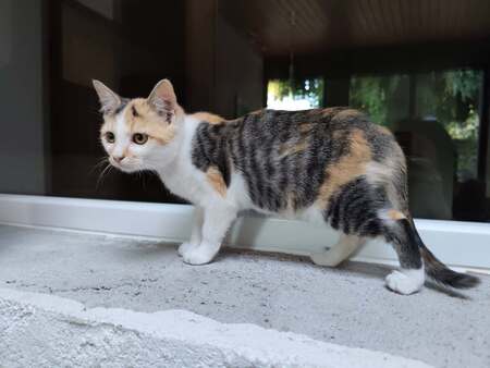 Adopter Bria