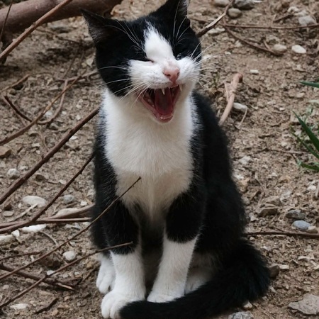 Adopter TAHIN