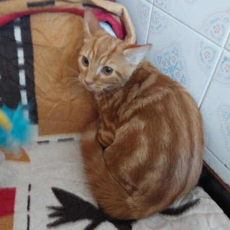Adopter Babacool
