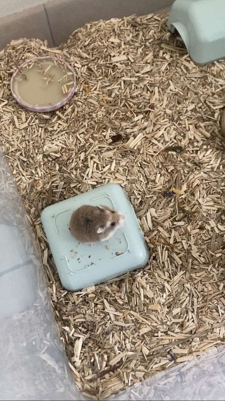 Adopter Taro