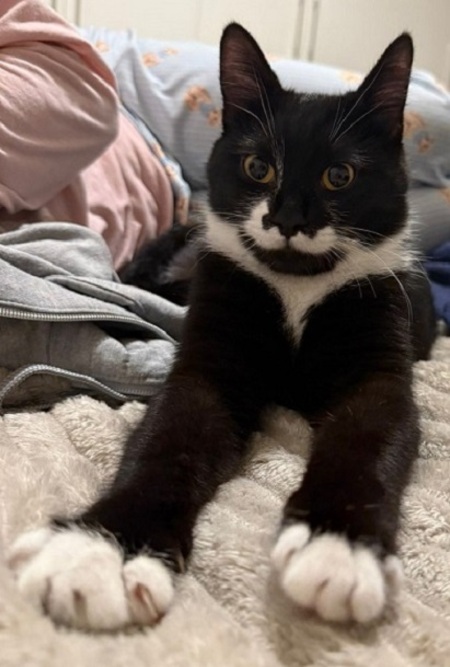 Adopter Pepper