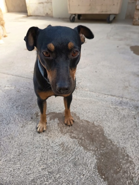 Adopter GALLETA