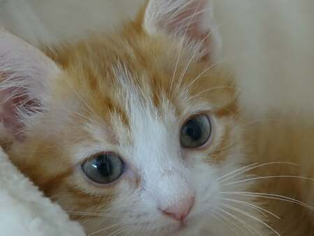 Adopter Etincelle 