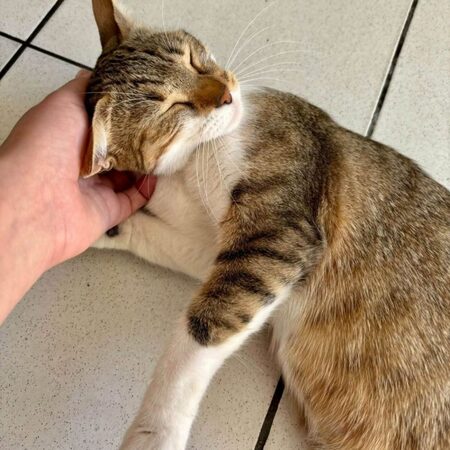 Adopter Bonnie 