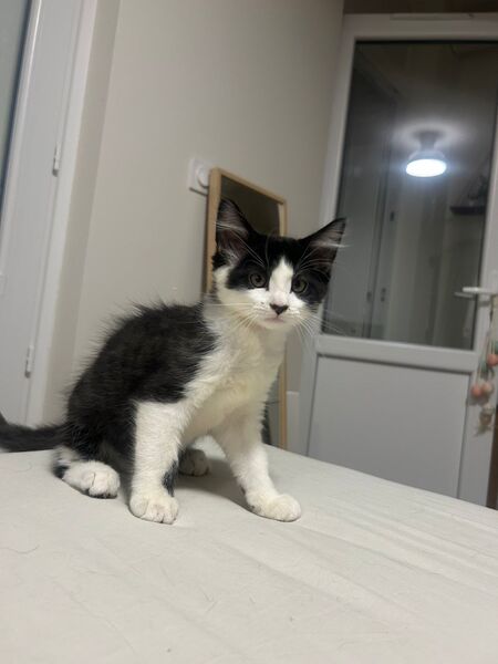 Adopter Bailey