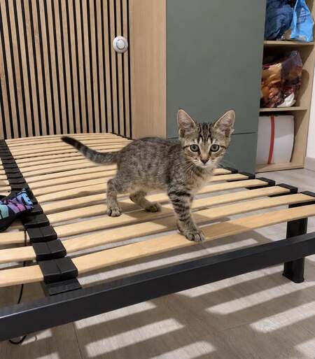 Adopter JOY et HAPPY