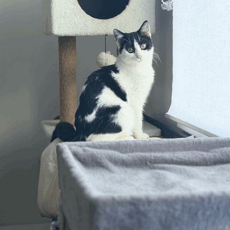 Adopter Agathe