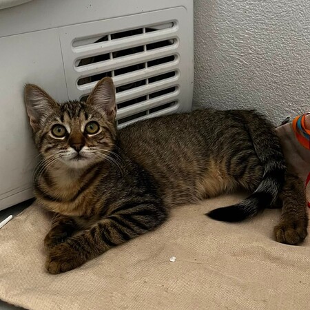 Adopter BLIZZI