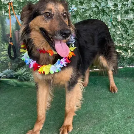 Adopter Elias