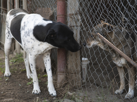 Adopter Kenza