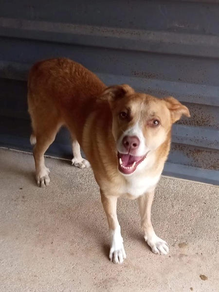 Adopter Brownie