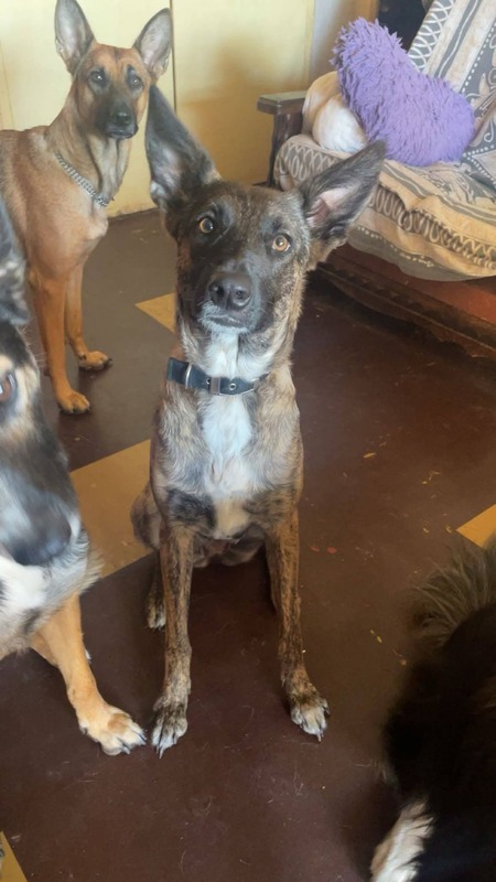 Adopter Tanahe
